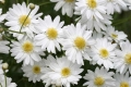 Daisies