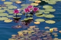 Water Lilies