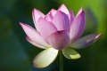 Lotus #5