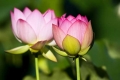 Lotus #6