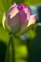 Lotus #7