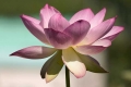 Lotus #1