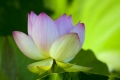 Lotus #2