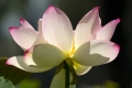 Lotus #3