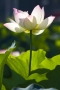 Lotus #4