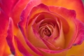 San Francisco Rose