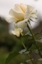 White Roses