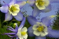 Reflected Flowers