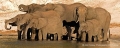 010_elephants_0484