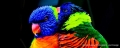 014_lorikeets_pacaqua01_218