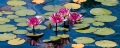016_ca_coiwaterlilies_061907_004