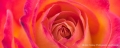 020_floral_sfrose_sf01_0047