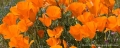 025_ca_poppy05_poppyfield_363
