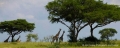 037_uganda_giraffeland_1287