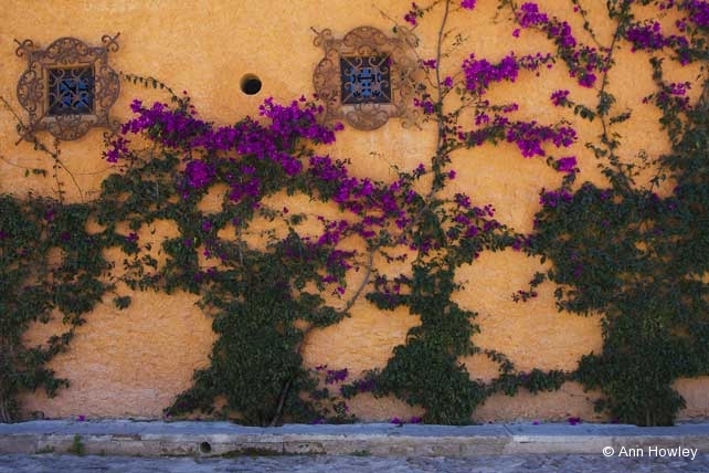 Orange Wall &Vines, Mexico
