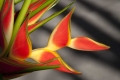 Flowers, Guatemala