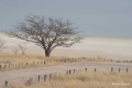 African Tree, Namibia