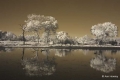 Botswana Infrared #1