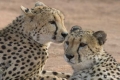Two Cheetahs, Namibia