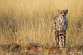 Cheetah in Grass, Namibia
