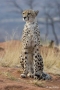 Cheetah, Namibia
