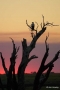 Eagle at Sunset, Namibia