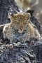 Leopard Cub, Namibia