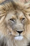 Male Lion, Namibia