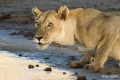 Lioness, Namibia