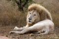 White Lion, South Africa