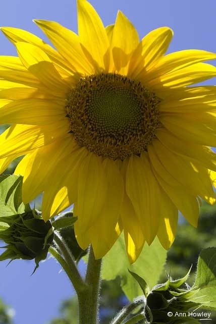 Sunflower, Spain
