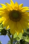 Sunflower, Spain