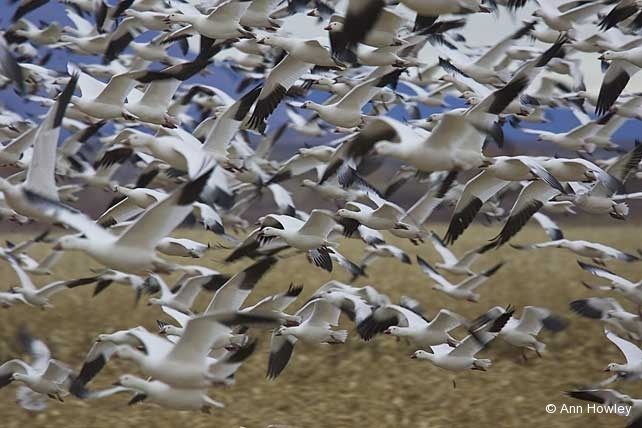 Snow Geese Flair, New Mexico