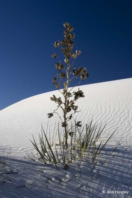 Yucca Sand & Sky, White Sands, New Mexico