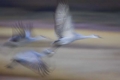 Cranes In Flight #4, New Mexico