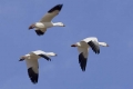 Three Geese, New Mexico