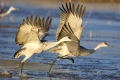 Two Cranes #4, New Mexico