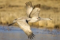Two Cranes, New Mexico