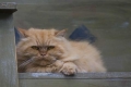 Astoria Cat, Oregon