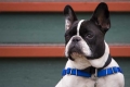 Astorga Dog, Oregon
