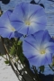 Santa Fe Flowers