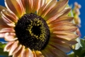 SunFlower #2, Oregon