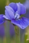 Iris, Oregon