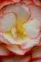 Shore Acres Flower, Oregon